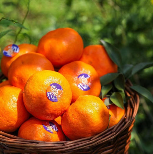 2026年一口爆汁的明日见，晚熟柑橘新贵新品 皮更薄 果肉细嫩 糖度更高 果味更浓郁 商品图0