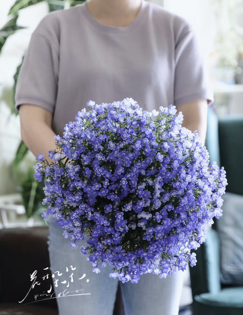 【绿植现货】青花瓷六倍利20（也叫半边莲爆盆小能手 现货，下单即可到店自提）