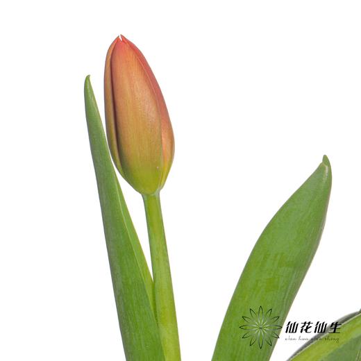 国产郁金香 | 橙汁 商品图1