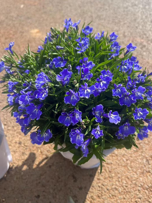 【绿植现货】青花瓷六倍利20（也叫半边莲爆盆小能手 现货，下单即可到店自提） 商品图6