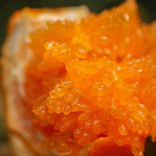 2026年一口爆汁的明日见，晚熟柑橘新贵新品 皮更薄 果肉细嫩 糖度更高 果味更浓郁 商品图2