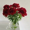 芍药丨红色魅力 商品缩略图2