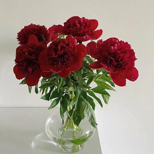 芍药丨红色魅力 商品图2