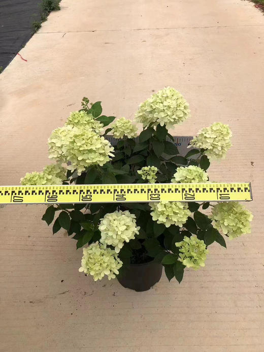 【绿植现货】5加仑圆椎绣球活力青柠150（耐寒零下40多度，庭院、露台党必入！现货，下单即可到店自提） 商品图3