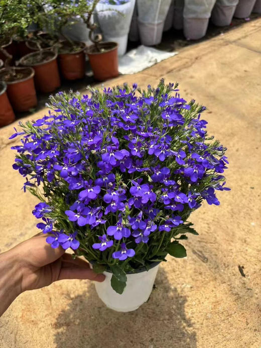 【绿植现货】青花瓷六倍利20（也叫半边莲爆盆小能手 现货，下单即可到店自提） 商品图4