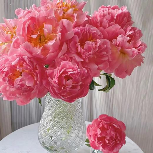 芍药丨落日珊瑚【买一送一】 商品图1