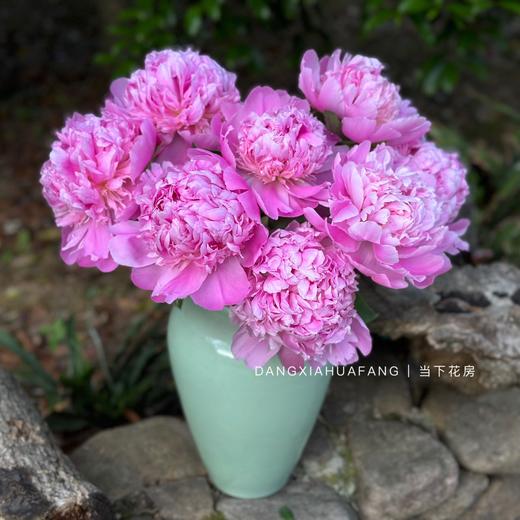 【A级进口芍药品种】5支/份 买2份减10元 一年仅此一季 商品图2