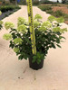 【绿植现货】5加仑圆椎绣球活力青柠150（耐寒零下40多度，庭院、露台党必入！现货，下单即可到店自提） 商品缩略图4