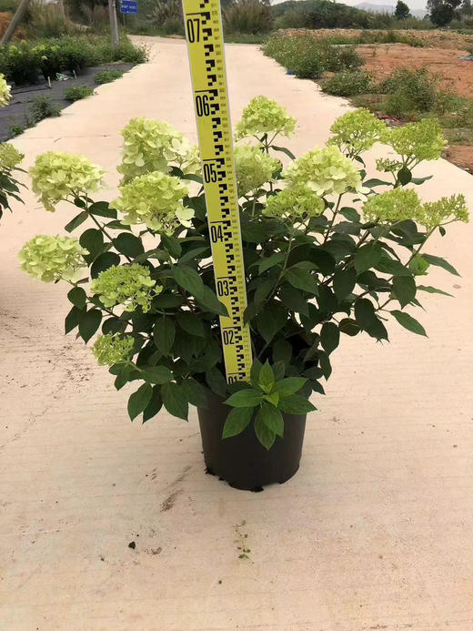 【绿植现货】5加仑圆椎绣球活力青柠150（耐寒零下40多度，庭院、露台党必入！现货，下单即可到店自提） 商品图4