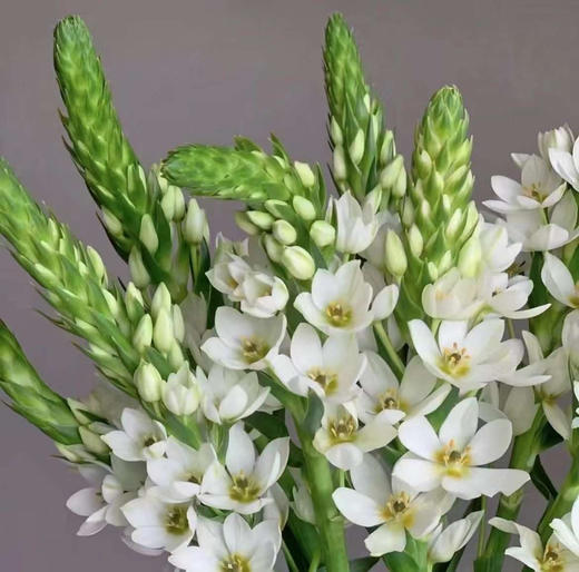 圣心百合，10支/束，白色黄色随机 商品图1