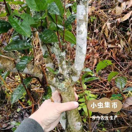 生态滇绿茶 50g/袋 | 合作农友生产，产自云南普洱，生产者：张雄 &【公平贸易农人定价】 商品图4