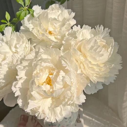 芍药丨奶油碗 商品图0