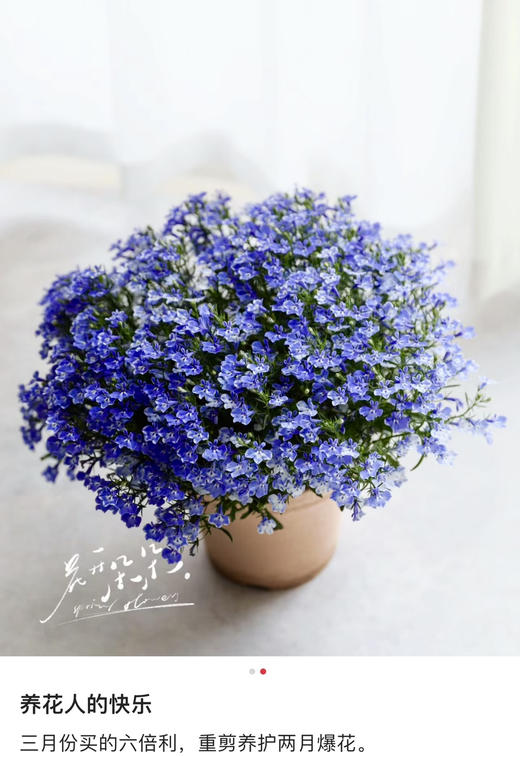 【绿植现货】青花瓷六倍利20（也叫半边莲爆盆小能手 现货，下单即可到店自提） 商品图2
