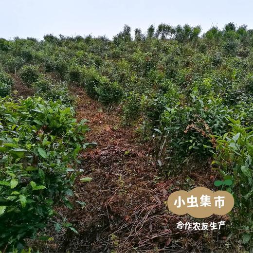 生态滇绿茶 50g/袋 | 合作农友生产，产自云南普洱，生产者：张雄 &【公平贸易农人定价】 商品图6