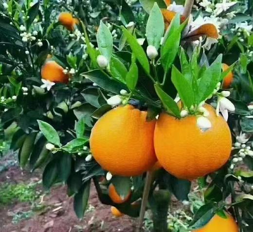 秭归橙 自然农法种植 宜昌道法自然福慧农场 商品图1