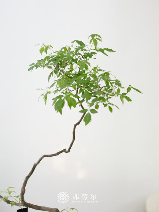 黄荆 商品图1