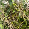 野生石橄榄250g 商品缩略图1