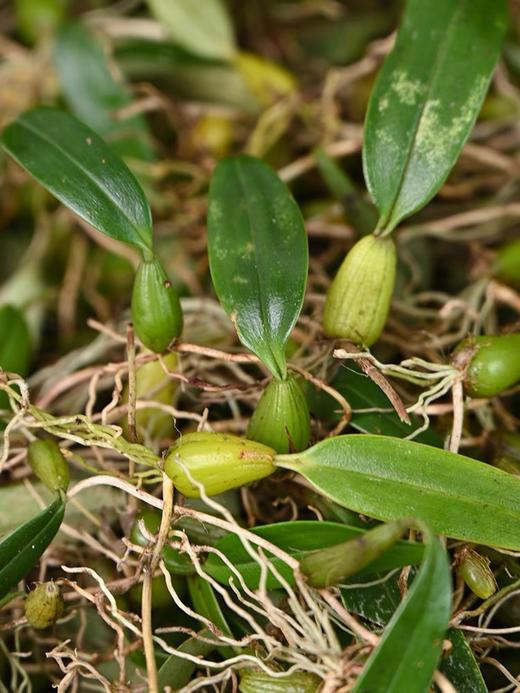 野生石橄榄250g 商品图3