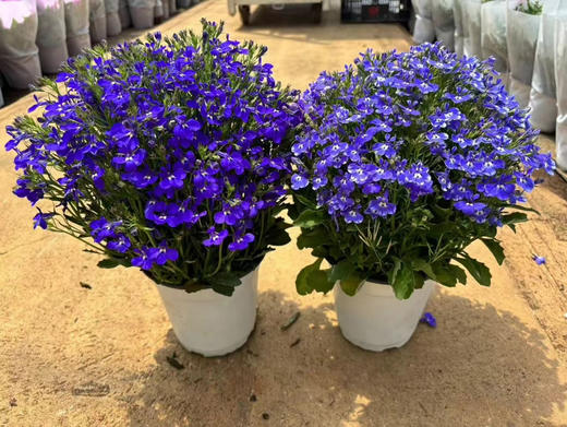 【绿植现货】青花瓷六倍利20（也叫半边莲爆盆小能手 现货，下单即可到店自提） 商品图7