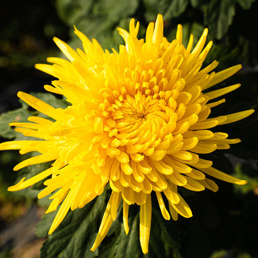 XX恩施菊花茶罐装19g/罐（30枚） 商品图2