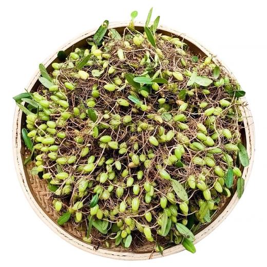 野生石橄榄250g 商品图4