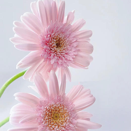 华沙丨品牌弗朗菊丨10支【单拍不发】 商品图2