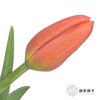 国产郁金香 | 橙汁 商品缩略图4