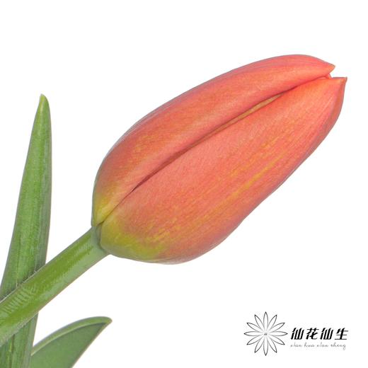 国产郁金香 | 橙汁 商品图4