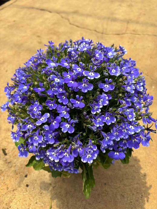 【绿植现货】青花瓷六倍利20（也叫半边莲爆盆小能手 现货，下单即可到店自提） 商品图5