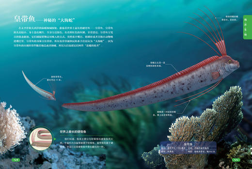 海洋世界的奥秘 商品图2