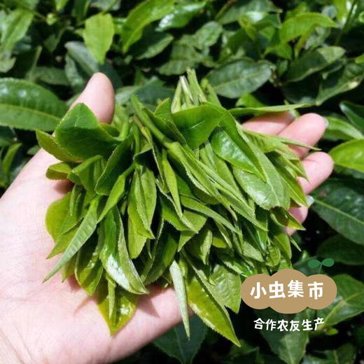 生态滇绿茶 50g/袋 | 合作农友生产，产自云南普洱，生产者：张雄 &【公平贸易农人定价】 商品图3