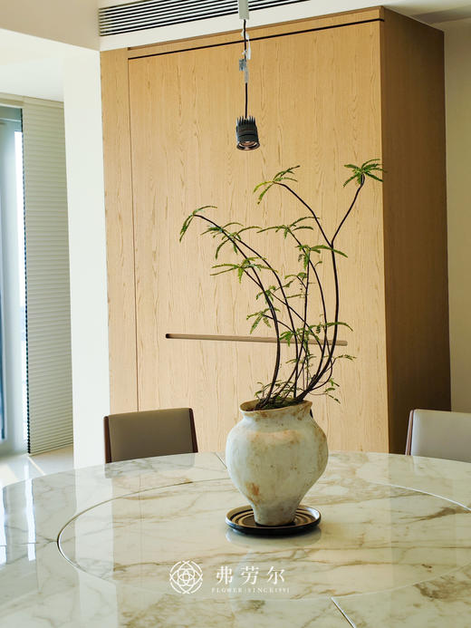 叶下珠 商品图0