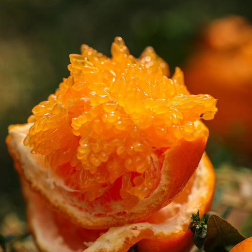 2026年一口爆汁的明日见，晚熟柑橘新贵新品 皮更薄 果肉细嫩 糖度更高 果味更浓郁 商品图4