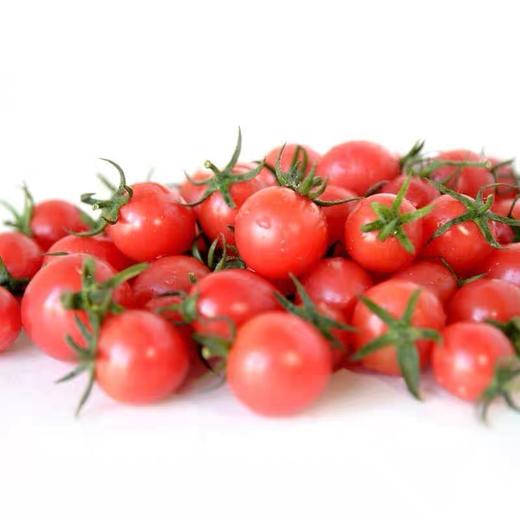 【昌西公社】生态蔬菜基地圣女果新鲜现摘脆甜爽口当季水果小番茄净重5斤 商品图4