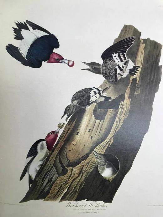 奥杜邦的生命世界 114幅彩色插图 精装大16开 商品图5