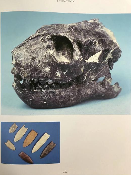 化石：物种的进化与灭绝 160幅彩色插图 精装大16开 商品图9