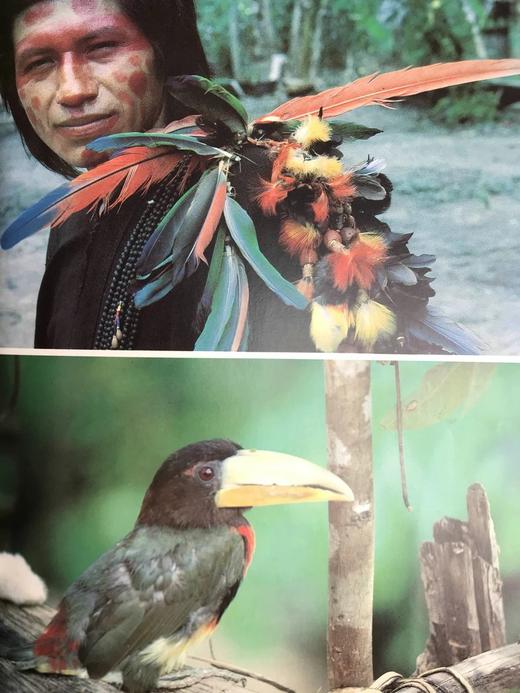 消失的亚马逊 220幅插图（150幅彩色） 精装大16开 商品图13