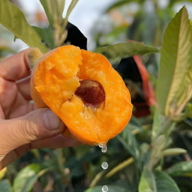 四川汉源老品种枇杷， 每年沐浴2000+小时以上的阳光 这里出产最甜的枇杷，农家肥种植，不催熟，无激素药，香甜可口，汁水丰盈，细腻化渣。古老的味道，自然的味道！400克/盒