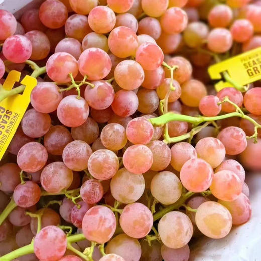 LYCHEE GRAPES荔枝香葡萄，麝香类葡萄品种，新鲜空运到货，枝绿果粉足，入口香甜，回味无穷，无籽。 商品图0