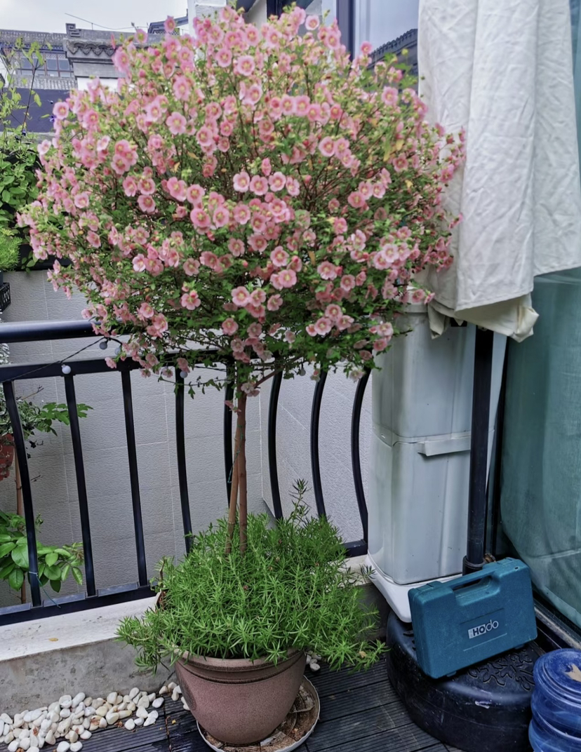 【绿植现货】1.5加仑小木槿棒棒糖80（现货，下单即可到店自提）