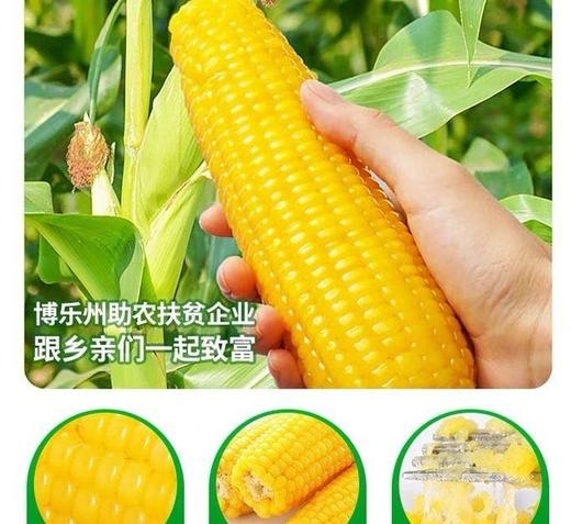 谷莱唐姆甜糯黄玉米10根/袋  新疆博乐特产 可放心食用 商品图4