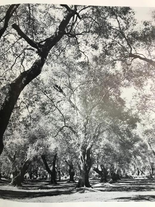 赫拉斯：古希腊的文明 数百幅插图 精装大16开 商品图13