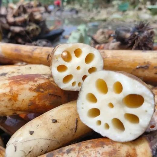【舌尖美味！农家新鲜脆莲藕】现挖现发，吃法多样，脆口细腻，香甜爽口，老人小孩都爱吃！粉藕蔬菜脆嫩炒菜炖汤洪湖莲藕脆藕-觅食坊 商品图0