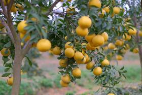 黔阳黄金贡柚