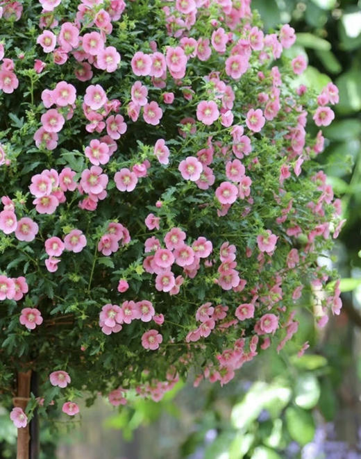 【绿植现货】1.5加仑小木槿棒棒糖80（现货，下单即可到店自提） 商品图2