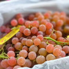 LYCHEE GRAPES荔枝香葡萄，麝香类葡萄品种，新鲜空运到货，枝绿果粉足，入口香甜，回味无穷，无籽。 商品缩略图1