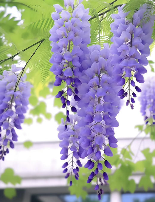 【2026.4.9绿植现货】紫藤老桩40（新疆户外可过冬 现货，下单即可到店自提） 商品图3