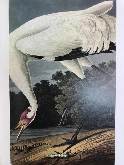 奥杜邦的生命世界 114幅彩色插图 精装大16开 商品图11