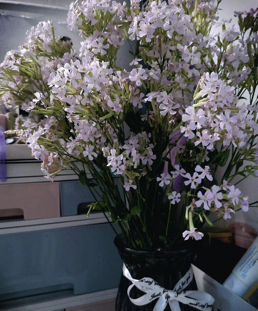 【受欢迎】粉钻 约10枝/扎 商品图3