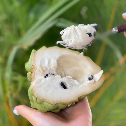 台湾凤梨释迦礼盒 商品图2